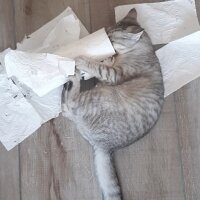 British Shorthair, Kedi  Mina fotoğrafı