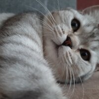 British Shorthair, Kedi  Mina fotoğrafı