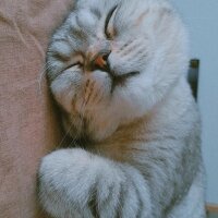 British Shorthair, Kedi  Mina fotoğrafı