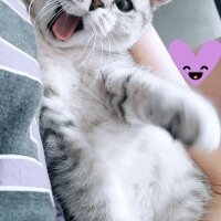 British Shorthair, Kedi  Mina fotoğrafı