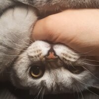 British Shorthair, Kedi  Mina fotoğrafı