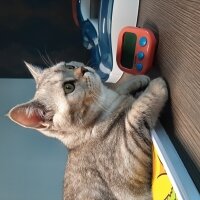 British Shorthair, Kedi  Mina fotoğrafı