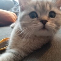 British Shorthair, Kedi  Mina fotoğrafı