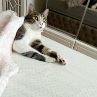 Tekir Kedi, Kedi  Pamuk fotoğrafı