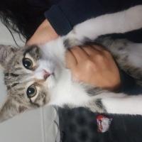 Tekir Kedi, Kedi  Leman ve Limon fotoğrafı