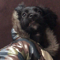 Amerikan Cocker Spaniel, Köpek  Alex fotoğrafı