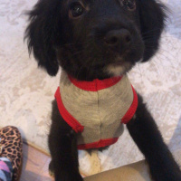 Amerikan Cocker Spaniel, Köpek  Alex fotoğrafı