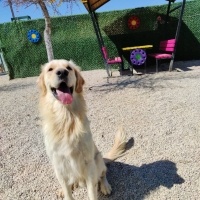 Golden Retriever, Köpek  Bal fotoğrafı