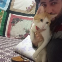 Sarman, Kedi  Limon fotoğrafı