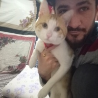 Sarman, Kedi  Limon fotoğrafı