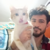Sarman, Kedi  Limon fotoğrafı