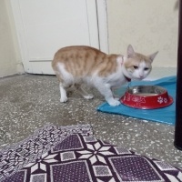 Sarman, Kedi  Limon fotoğrafı