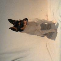 Minyatür Pinscher, Köpek  Mayro fotoğrafı