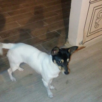 Minyatür Pinscher, Köpek  Mayro fotoğrafı
