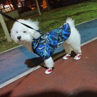 Maltese, Köpek  Hero fotoğrafı