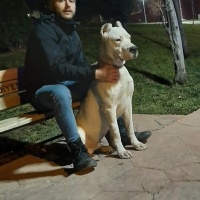 Dogo Arjantin, Köpek  Derman fotoğrafı