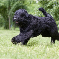 Sokö (Sokak Köpeği), Köpek  adi bilinmiyor biz zeytin diyince karşılık veriyo fotoğrafı