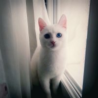 Ankara Kedisi, Kedi  boncuk fotoğrafı