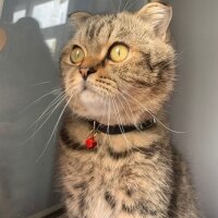 Scottish Fold, Kedi  Gofret fotoğrafı