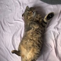 Scottish Fold, Kedi  Gofret fotoğrafı