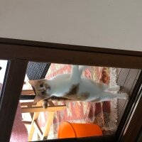 Tekir Kedi, Kedi  Nova fotoğrafı