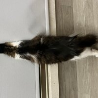 Norwegian Forest, Kedi  Mercan fotoğrafı