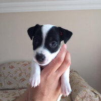 Jack Russell Terrier, Köpek  jack russell fotoğrafı