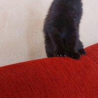 Scottish Fold, Kedi  Alfa fotoğrafı