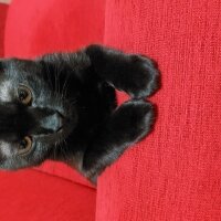 Scottish Fold, Kedi  Alfa fotoğrafı