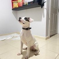 Dogo Arjantin, Köpek  Maça fotoğrafı