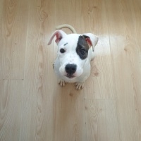 Dogo Arjantin, Köpek  Maça fotoğrafı