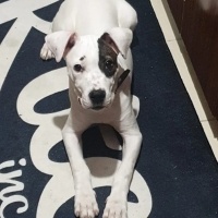 Dogo Arjantin, Köpek  Maça fotoğrafı