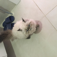 İran Kedisi (Persian), Kedi  Müdür fotoğrafı