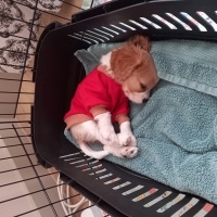 Cavalier King Charles Spanieli, Köpek  Charlie fotoğrafı
