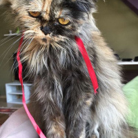 İran Kedisi (Persian), Kedi  Sultan fotoğrafı