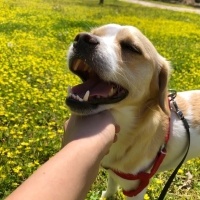 Jack Russell Terrier, Köpek  Gofret fotoğrafı