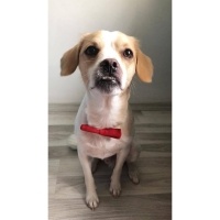 Jack Russell Terrier, Köpek  Gofret fotoğrafı