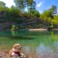 Jack Russell Terrier, Köpek  Gofret fotoğrafı