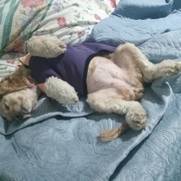 Amerikan Cocker Spaniel, Köpek  Mia fotoğrafı
