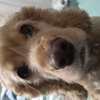 Amerikan Cocker Spaniel, Köpek  Mia fotoğrafı