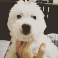 Maltese, Köpek  Lokum fotoğrafı