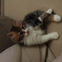 Norwegian Forest, Kedi  MİNYONDOLARES fotoğrafı