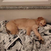 Golden Retriever, Köpek  Bobi fotoğrafı