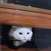 British Shorthair, Kedi  Sakiz fotoğrafı