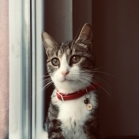 American Curl, Kedi  Bulut fotoğrafı