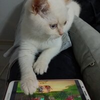 British Shorthair, Kedi  Leo fotoğrafı