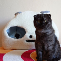 Scottish Fold, Kedi  oscar fotoğrafı