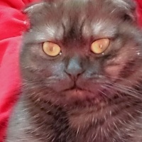 Scottish Fold, Kedi  oscar fotoğrafı
