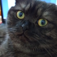 Scottish Fold, Kedi  oscar fotoğrafı