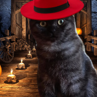 Scottish Fold, Kedi  oscar fotoğrafı
